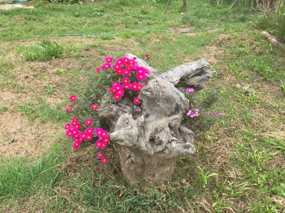 Quinta Boavista Villa Cercal do Alentejo Dış mekan fotoğraf